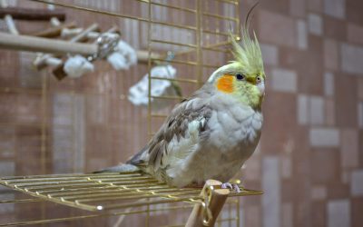 Apartments (Small Living Spaces) & Pet Birds