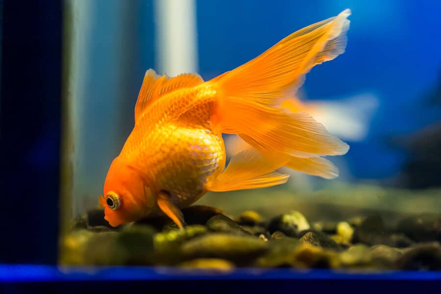 Apartments (Small Living Spaces) & Pet Fish