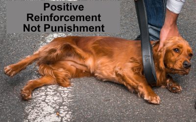 Dog Trainers: Red Flags to Watch Out for