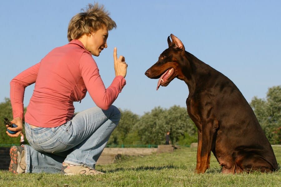 Dog Trainers: Why Hire A Qualified One