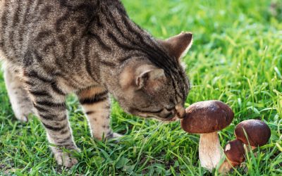Mushroom: Which Should Your Pet Never Eat?