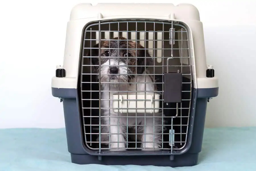 Pee: Stop Your Puppy from Going Inside Crate – Part 2