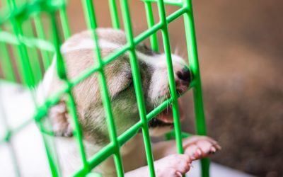 Crate Training Your Dog – Part 2