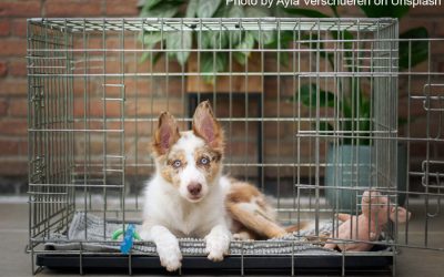 Pee: How to Stop Your Puppy from Doing Inside Crate – Part 1