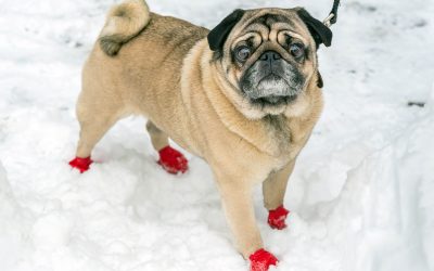 Winter Gear for Your Dog – Boots & Wax