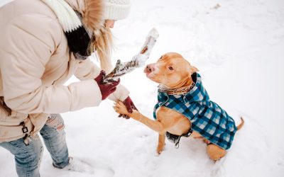 Winter Gear for Your Dog-Coat & Goggles