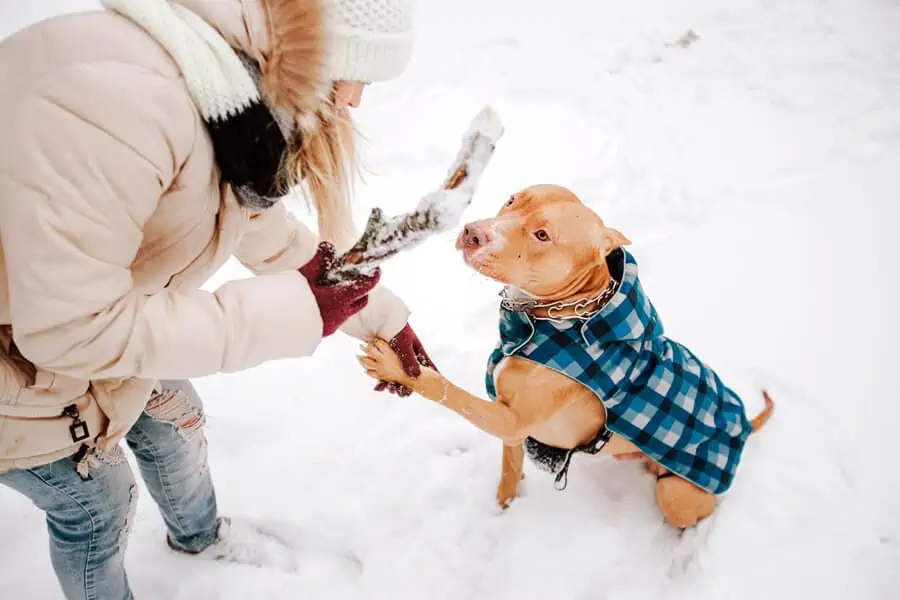 Winter Gear for Your Dog-Coat & Goggles