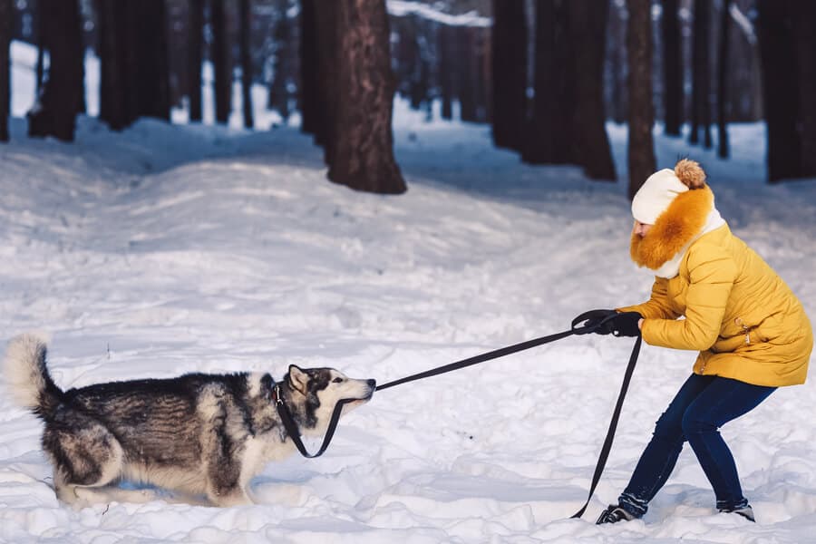 Winter Clothing for Hiking with Dog
