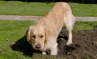 Dog behavior problem-Digging