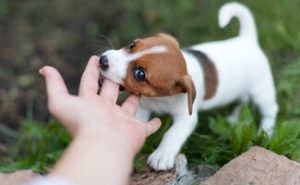 Biting - Dog behavior problem