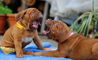 Aggression - Dog behavior problem