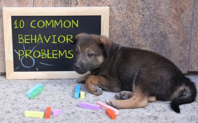 10 Common Dog Behavior Problems