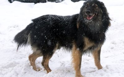 Winter Season: Pets More Prone to Illness