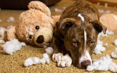 Destructive Chewing-Why Your Dog Does It