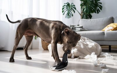 Destructive Chewing: Prevent Habit