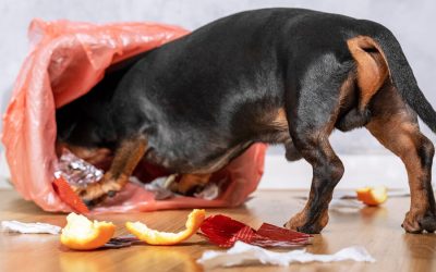 Destructive Chewing-Identify the Reason