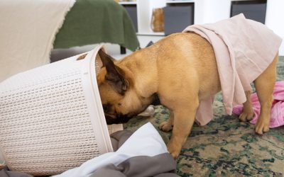 Destructive Chewing-Discouragement