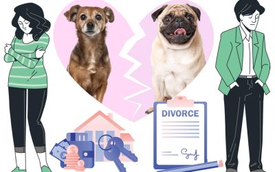 How to Reclaim Custody of Your Pet Following You've Divorced