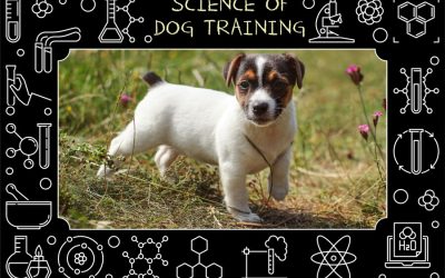 Science behind Dog Training: Conventional Obedience-Driven Model