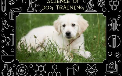 Science behind Dog Training: Relationship-Based Approach