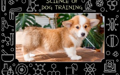 Science behind Dog Training: The Enrichment Activities