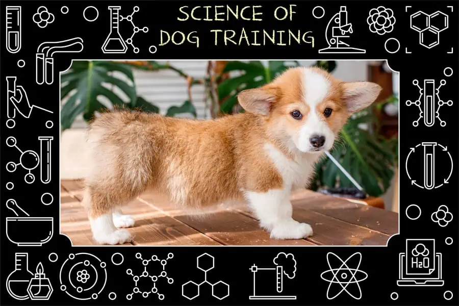 Science behind Dog Training: The Enrichment Activities