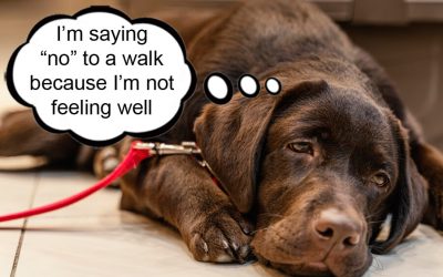 Why Do Dogs Say No?