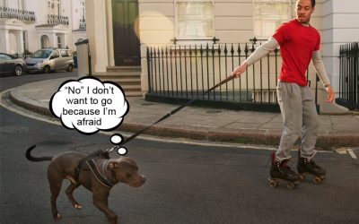 Solving the Issue of Dog Saying No