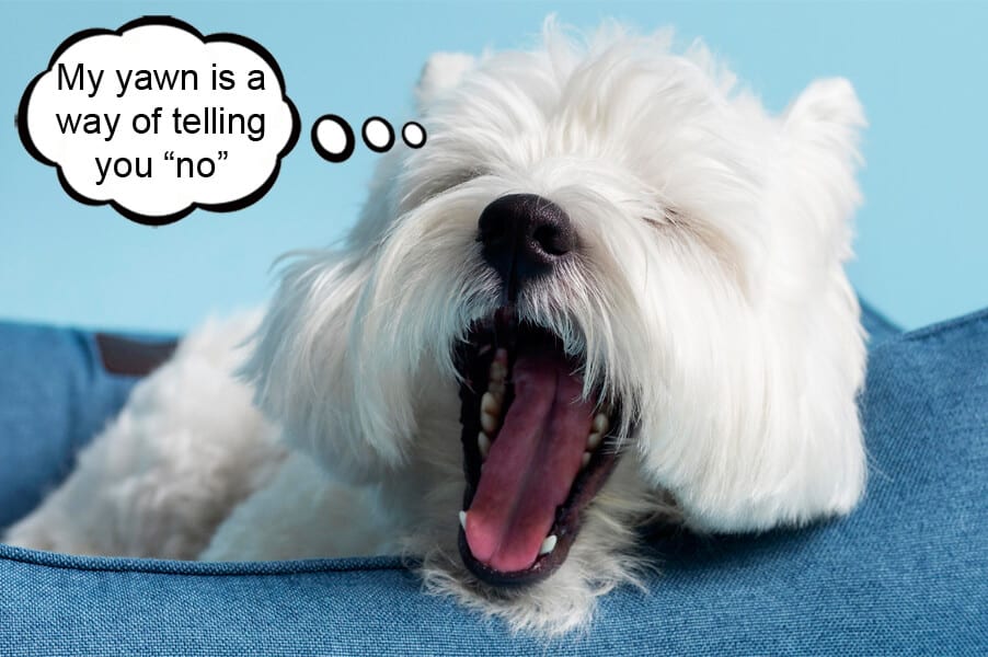 Different Ways Dogs Say No – Part 2