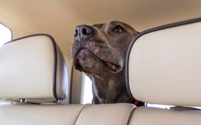 Car Rides = Anxiety In Dogs