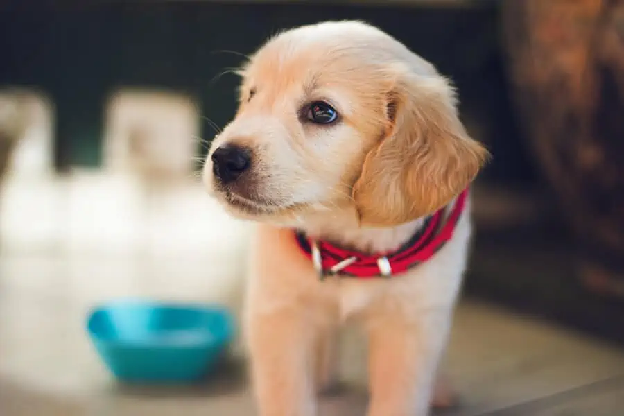 Feeding Habits: How to Establish Good Ones with Your Puppy