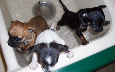 puppies learning good hygiene habits by being bathed