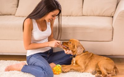 Woman establishing good playing habits with puppy
