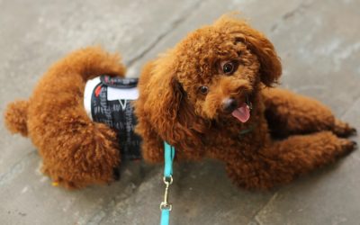 Socializing Habits: Establishing Good Ones with Your Puppy