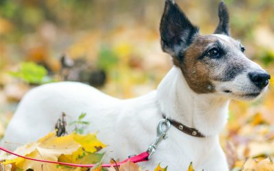 Autumn: Why Do Dogs Love the Season?