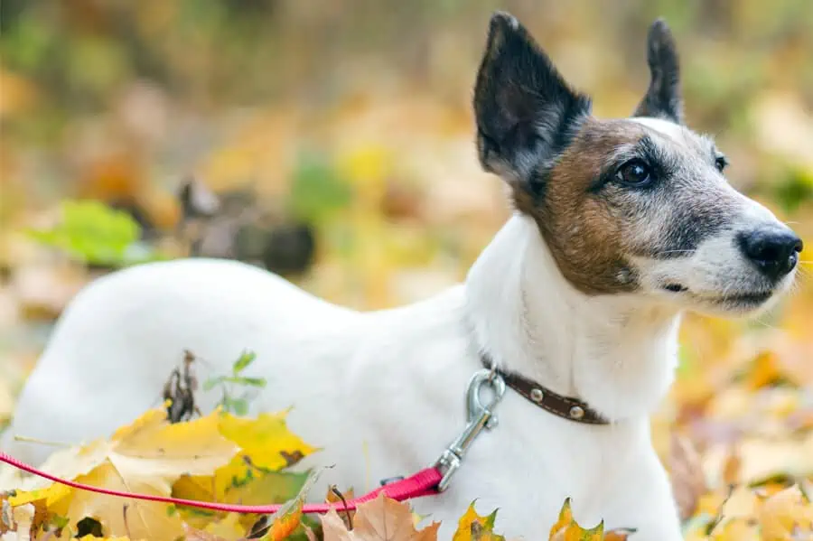 Autumn: Why Do Dogs Love the Season?