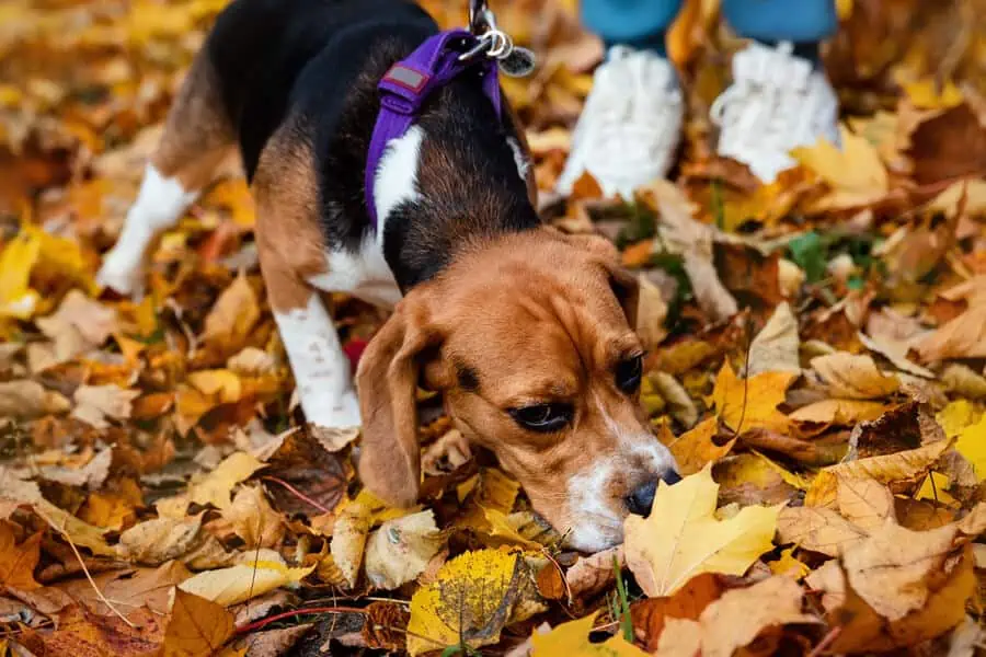 Autumn: How the Season Can Help With Dog Socialization