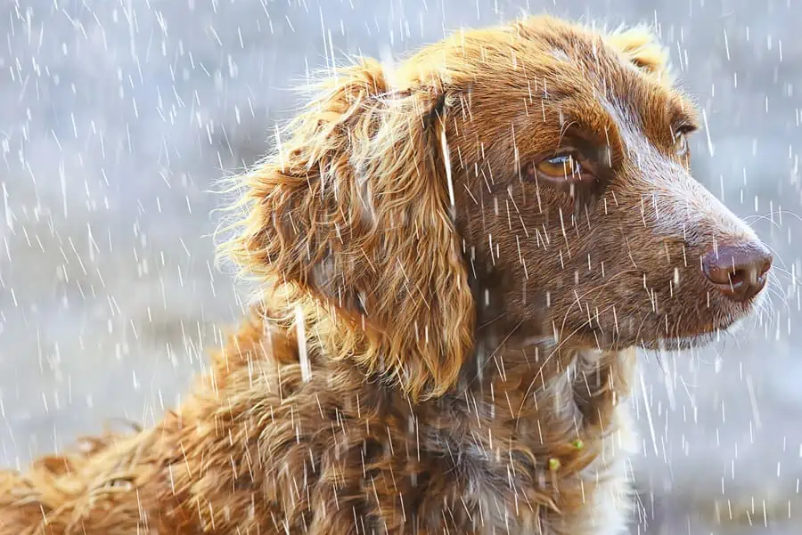 Rainy Weather: Why Does My Dog Refuse to Go Outside?