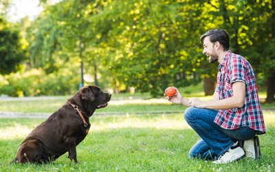 Play-Based Training: Unleash Dog’s Joy