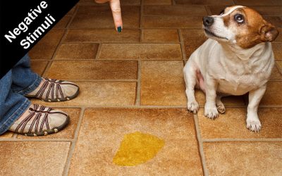 Emotional Valence: Considerations To Guide Dog’s Training