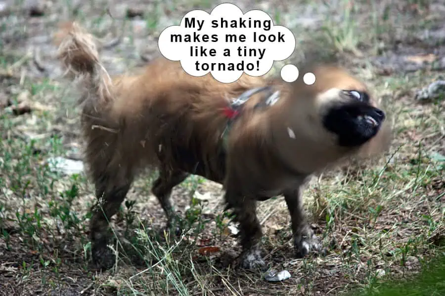 Shaking: Why Does Your Dog Does It?