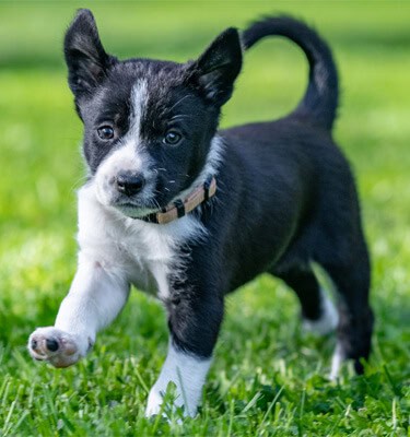 Barking
