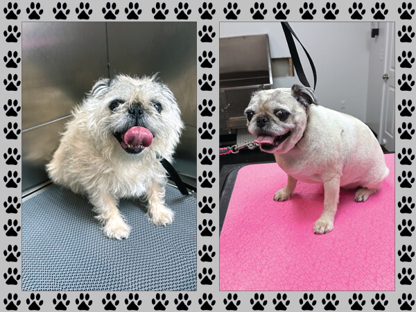 Mia, a sweet Shih Tzu, poses after her grooming session at Four-Legged Fun Zone in Everett, WA—showcasing a tidy trim and fluffy finish from our expert grooming team