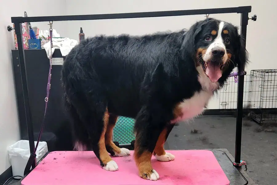 Bernese Mountain Dog Grooming: Keep Your Gentle Giant Looking Majestic