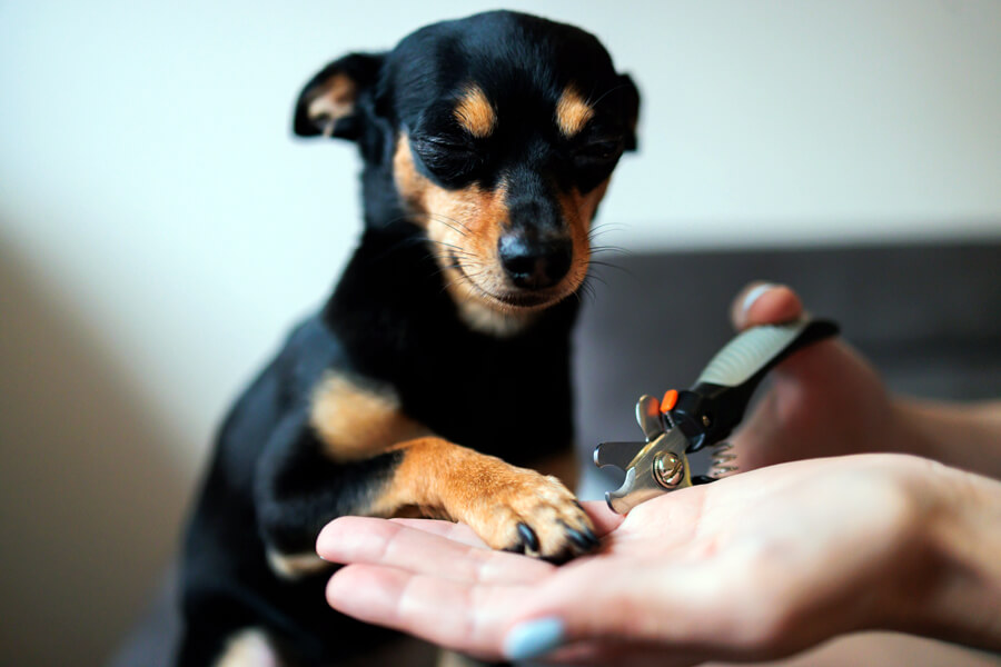 Dog Nail Trimming in Everett, WA: Paw-sitive Nail Care for Your Pup