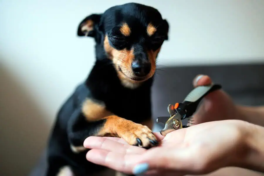 Dog Nail Trimming in Everett, WA: Paw-sitive Nail Care for Your Pup