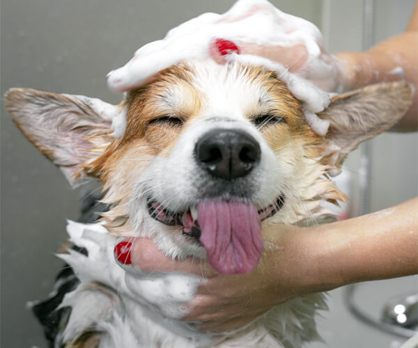 Corgi enjoying a bath during a dog grooming appointment at Four-Legged Fun Zone in Everett – same-week and last-minute grooming available
