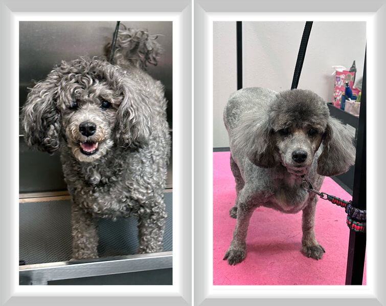 Sadie the mini poodle before and after a same-week grooming appointment at Four-Legged Fun Zone in Everett – fresh haircut and 5th groom free loyalty reward