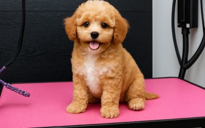 Puppy Grooming: What You Need to Know for Your First Appointment