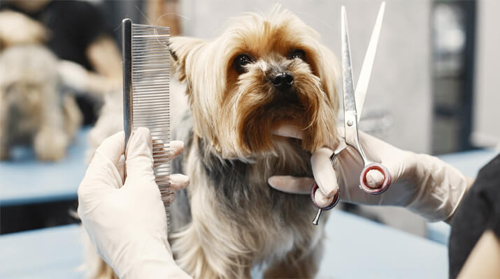 Yorkshire Terrier receiving a scissor trim during a dog grooming appointment at Four-Legged Fun Zone in Everett, WA